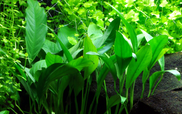 Anubias barteri var. angustifolia / Anubias barteri var. glabra